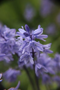 Close-up of purple flowering plant