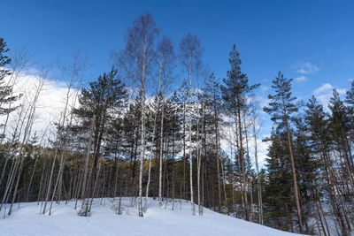 Pine trees on field against sky during winter