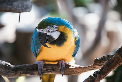 Close-up of parrot perching on branch. amazon rainforest blue and yellow macaw