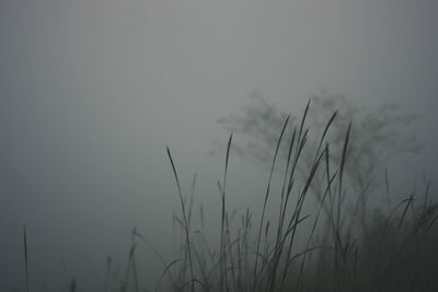 Close-up of stalks in field against sky