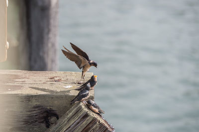 Seagull perching on wooden post