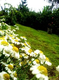 White flowers growing on tree