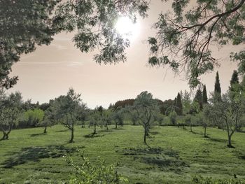 Trees on field against sky