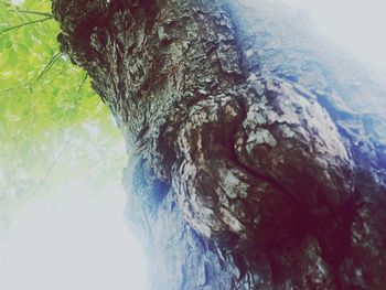 Close-up of tree trunk