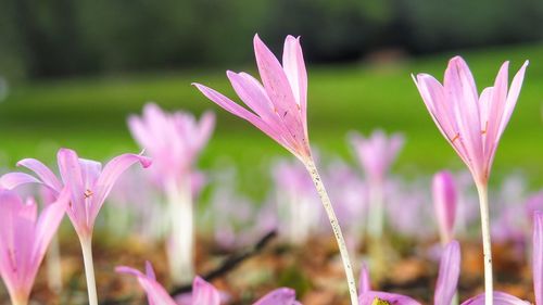 Close-up of pink crocus blooming outdoors