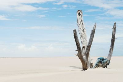 Dead tree on wooden post in desert against sky