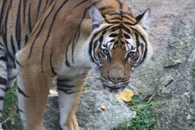 Close-up portrait of tiger