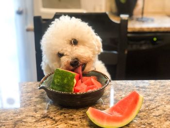 Close-up of small dog