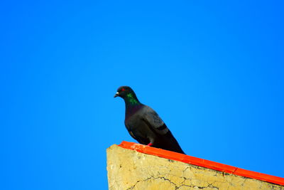 Low angle view of pigeon perching on wall