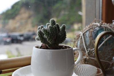 Close-up of potted plant on window sill