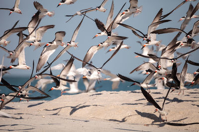 Flock of black skimmer terns rynchops niger on the beach at clam pass in naples, florida