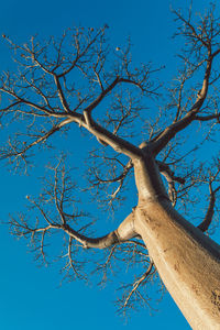 branch