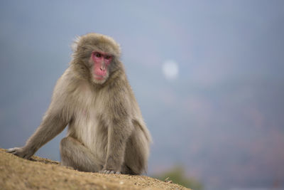 Close-up of monkey sitting on field