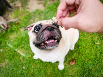 Cropped hand holding dog