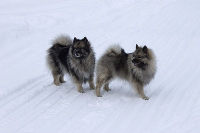 View of two dogs on snow covered field