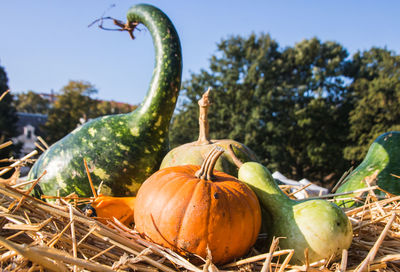 Autumn squash in the garden