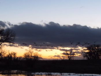 Silhouette of trees at sunset