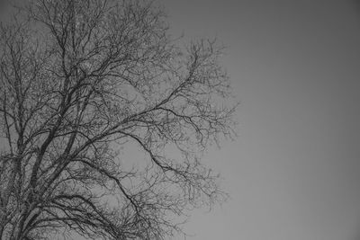 Low angle view of bare tree against clear sky