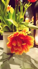 Close-up of orange flowers