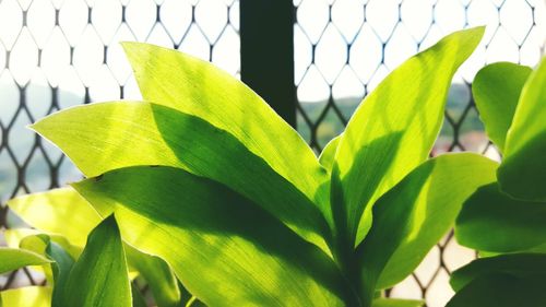 Close-up of leaf