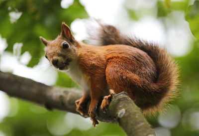 Close-up of squirrel on tree