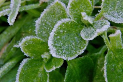 Close-up of frozen leaves