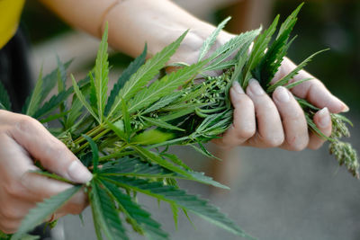 Midsection of woman holding leaves of plant