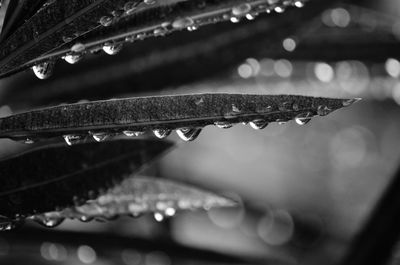 Close-up of water drops on leaf