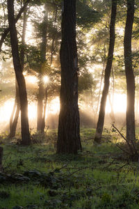 Trees in forest