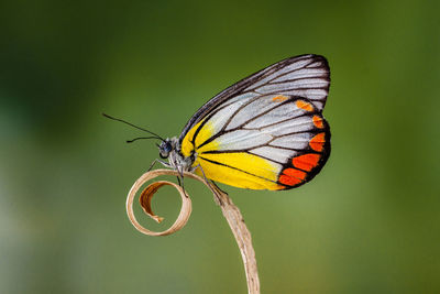 Close-up of butterfly pollinating flower