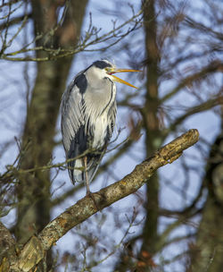 Heron in tree perching against clear sky. 