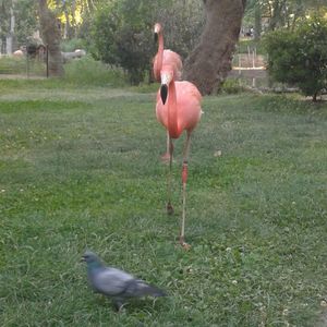 Birds on grassy field