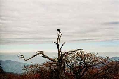 View of bird on branch against sky
