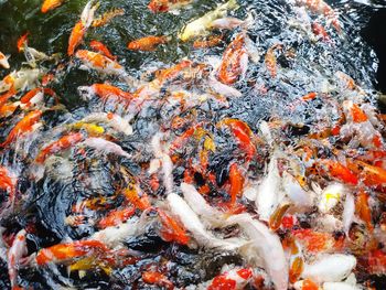 High angle view of koi carps swimming in lake