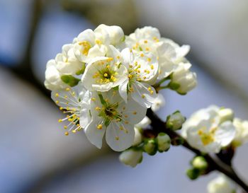 Close-up of cherry blossom