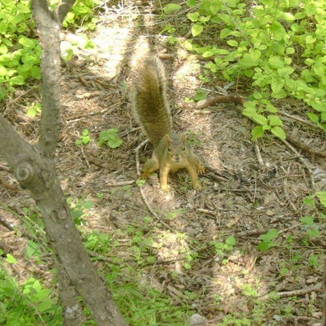 Startled squirrel