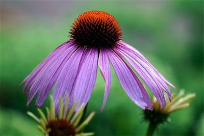 Close-up of purple coneflower blooming outdoors