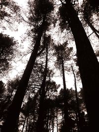 Low angle view of bamboo trees