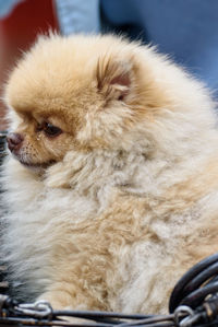 Close-up of a dog looking away