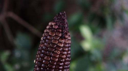 Close-up of fruit growing on tree