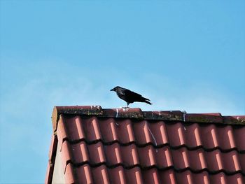 Low angle view of bird perching on roof against clear sky