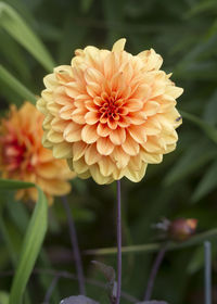 Close-up of pink flower