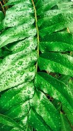 Full frame shot of wet leaves