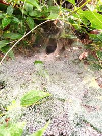 High angle view of lizard on field