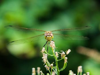 Close-up of insect on plant