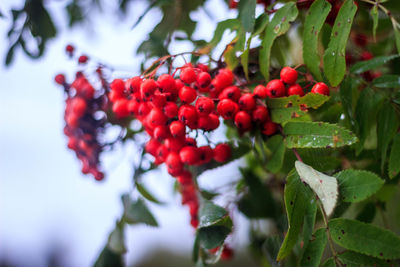 Close-up of cherries on tree