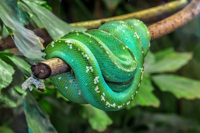 Close-up of lizard on tree branch