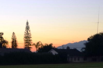 Trees on field at sunset