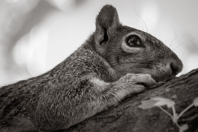 Close-up of a rabbit looking away