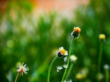 Close-up of flowers against blurred background